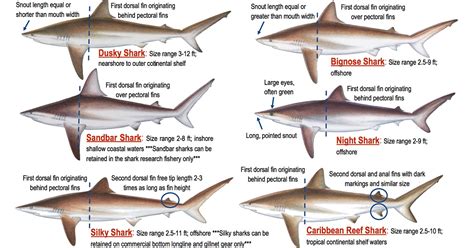 How to Fish for Shark in Florida: The Complete Guide for 2025.